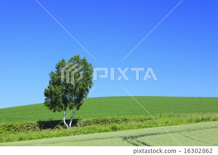 A tree of Biei town Hokkaido hill 16302862