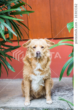 Thai dog sitting on floor 16303162