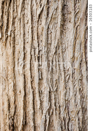 tree bark wood texture and background close up 16303183