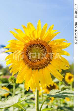sunflower on field and blue sky sunflower on field and blue sky 16303304
