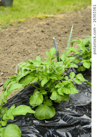 Potato seedlings 16303361