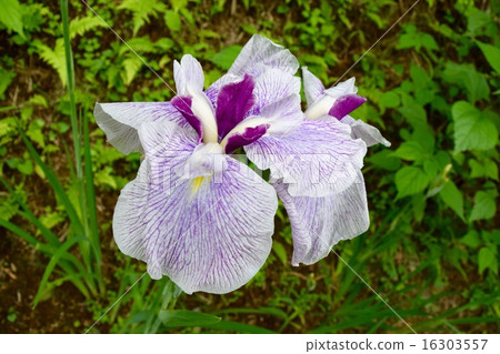 The show The show 16303557