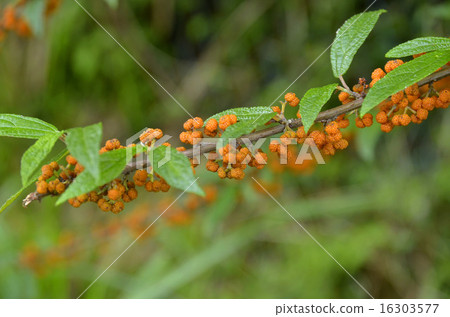 Willow strawberry 16303577
