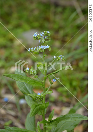 Littoral 16303578