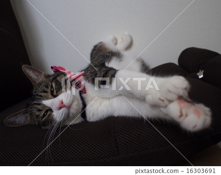 放鬆的貓 放鬆的貓 16303691