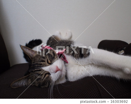 貓小睡一會兒 16303692