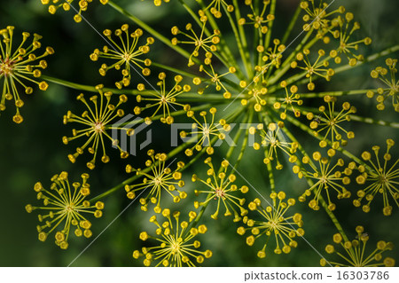 Fennel (Foeniculum vulgare). Fennel flower  16303786