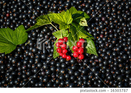 Red Currant  on the  raw black currant background 16303787