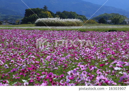 Cosmos field of Fujiwara Palace ruins Cosmos field of Fujiwara Palace ruins 16303907