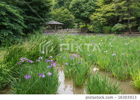 Irida green iris iris 16303913