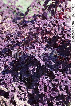 Nishiki Shiso Corius varieties are vintage velvet 16303915
