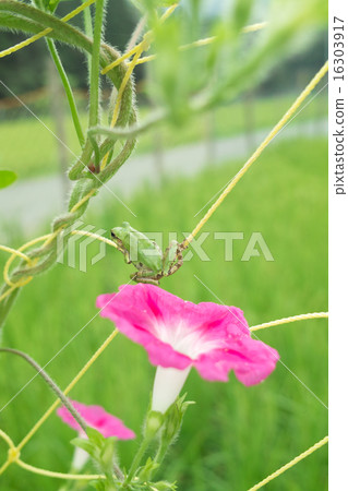 Morning glory flowers and small frogs Morning glory flowers and small frogs 16303917