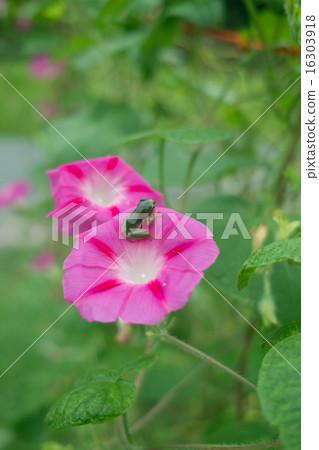 Baby in a morning glory on a morning glory flower 16303918