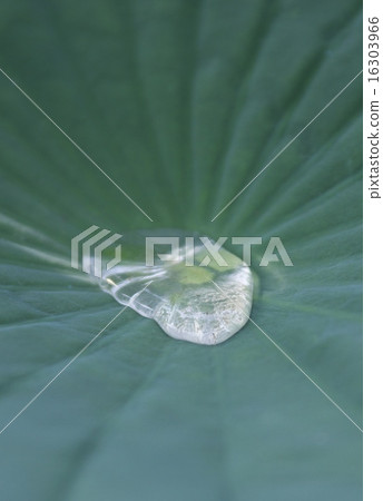 Lotus and waterdrop Lotus and waterdrop 16303966
