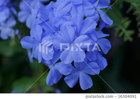 Ruri Mari Rurimatsuri It is beautiful from early summer to autumn. 16304091