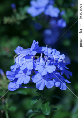 Ruri Mari Rurimatsuri It is beautiful from early summer to autumn. 16304094