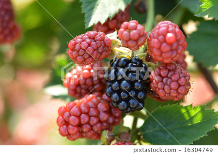 Blackberry Blackberry 16304749