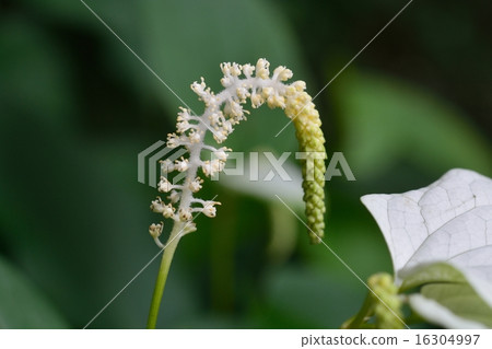 Hange秀花 16304997