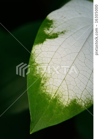 Hange Show的葉子 Hange Show的葉子 16305000