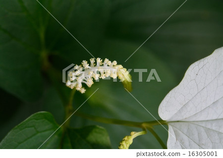 Hange秀花 16305001