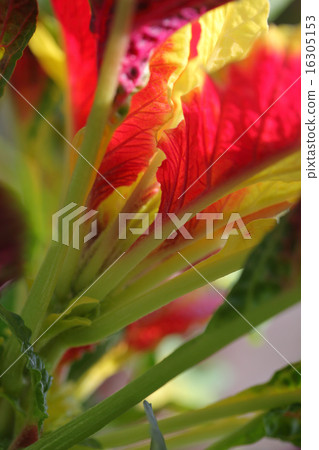 Leaves of Hagiteito Leaves of Hagiteito 16305153