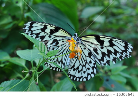 Butterfly butterfly diet during meal 16305645