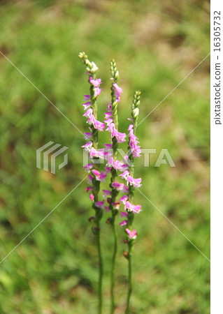 螺絲香蕉 16305732