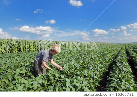 Agriculture, agronomist in soybean field Agriculture, agronomist in soybean field 16305781