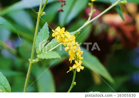 夏末田間花卉·tadaceaceae的“Mizuhiki”是明亮的穗花·味道不同的“Kinmizuhiki”的側面位置 16305830