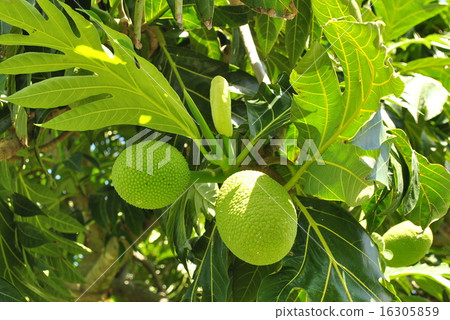 Bread Bread 16305859