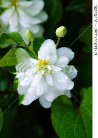 不尋常的Dokudami（Yae） 16305880