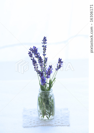 lavender 16306171