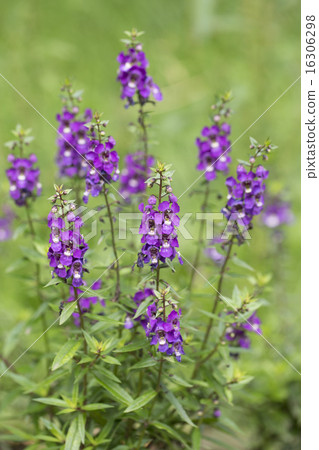 Angelonia Angelonia 16306298