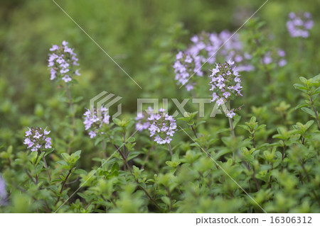 Creeping time Creeping time 16306312