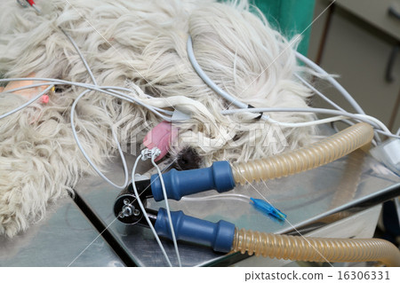 Veterinary procedure, dog surgery, anesthetic Veterinary procedure, dog surgery, anesthetic 16306331