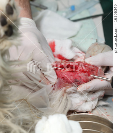 Veterinary procedure,  dog surgery 16306349