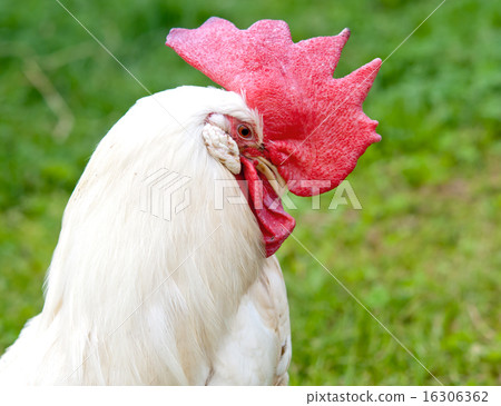 portrait cock portrait cock 16306362