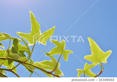 Hedera and the blue sky Hedera and the blue sky 16306668