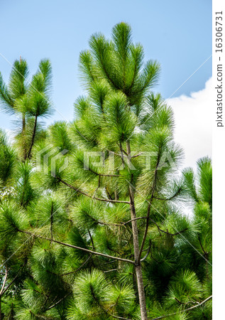 Khasiya Pine tree 16306731