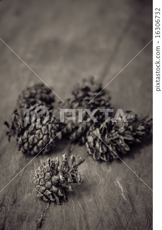 Conifer cone 16306732