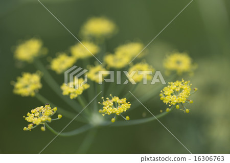 Fennel 16306763