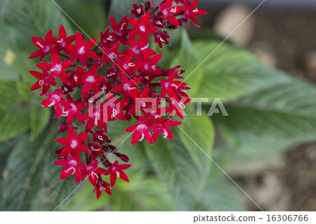 Pentas 16306766