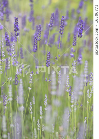 lavender lavender 16306773