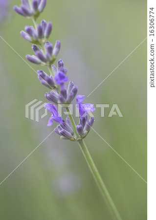 lavender lavender 16306774