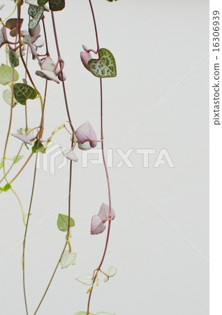 Heart Kazura 16306939