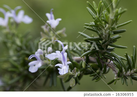 Rosemary Rosemary 16306955