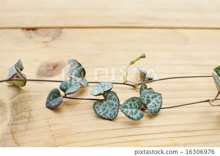 Heart Kazura 16306976