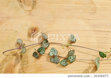 Heart Kazura Heart Kazura 16306977