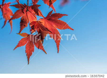 autumn leaves, very shallow focus autumn leaves, very shallow focus 16307042