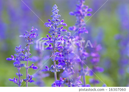 Blue Salvia (salvia farinacea) flowers blooming Blue Salvia (salvia farinacea) flowers blooming 16307060